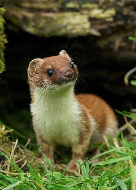  Adventures with the Enigmatic Sable Stoat: Anecdotes from Wildlife Enthusiasts 