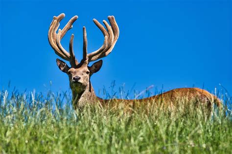  Antlers as Transformation: Unveiling the Symbolic Representation of Growth and Renewal 