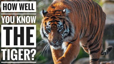  Challenges and Responsibilities of Tiger Ownership 