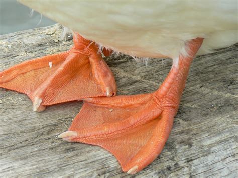  Cultural Significance of Duck Feet in Different Societies 