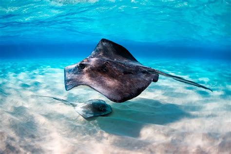  Decoding Dreams: Understanding the Symbolism of a Stingray Attack 