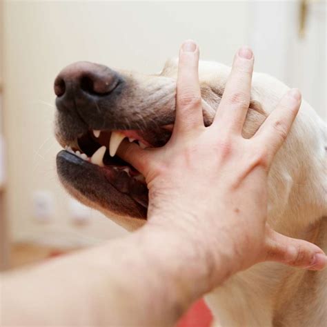  Do dog bite dreams correlate with trauma or fear? 