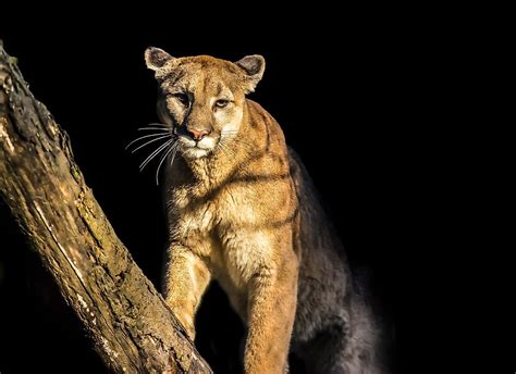 Embracing Personal Power: Analyzing the Mountain Lion's Role in the Dream 