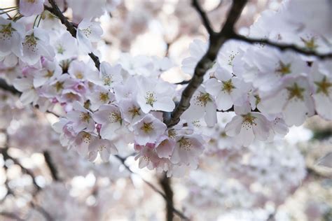  Exploring the Diversity of Blossoming Cherry Tree Varieties 