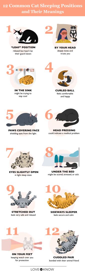  Exploring the Intricacies of Your Cat's Slumber Patterns 