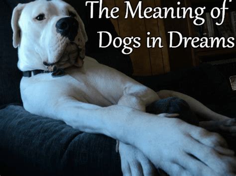  Exploring the Psychological Interpretation of Dreaming about Injured Dogs 