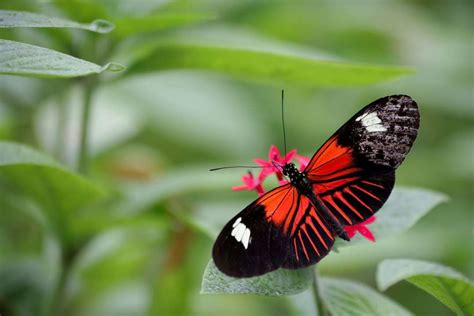  Metamorphosis in Flight: Exploring the Symbolic Odyssey of Butterfly Dreams 
