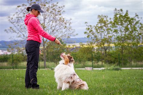  Overcoming Challenges: Exploring the Realities and Responsibilities of Canine Companionship 