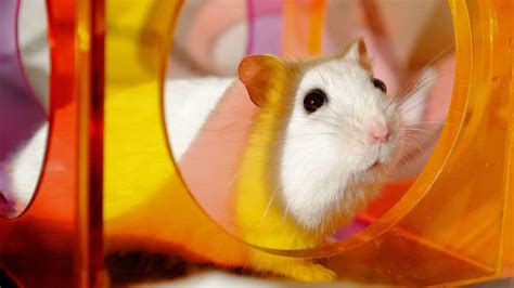  Revealing the Astonishing Intelligence of Pet Hamsters 