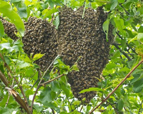  Seeking Professional Help: Therapy Options for Fear of Bee Swarming 