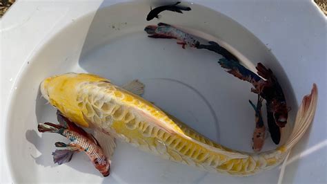  The Thrill of the Hunt: Strategies for Catching Exquisite Koi Creatures 