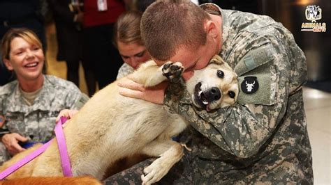  Triumph over Tragedy: Inspiring Stories of Canine Reunions 