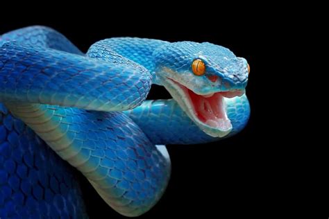  Uncovering the Meaning Behind Dreams Indicating Blue Purple Snakes 