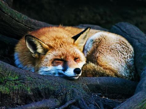  Unraveling the Psychological Significance of Foxes in Dreams 