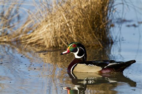 3: The Emotional Significance of Capturing Waterfowl in Oneiric Imagery