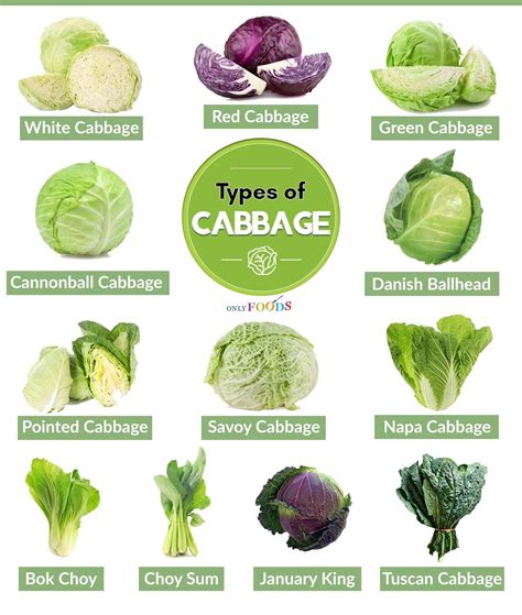 A Bountiful Exploration: Uncovering the Symbolic Potential of Cabbage
