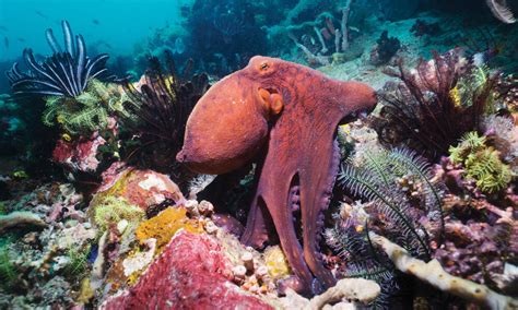 A Camouflaging Master: How Giant Octopuses Blend into Their Environment