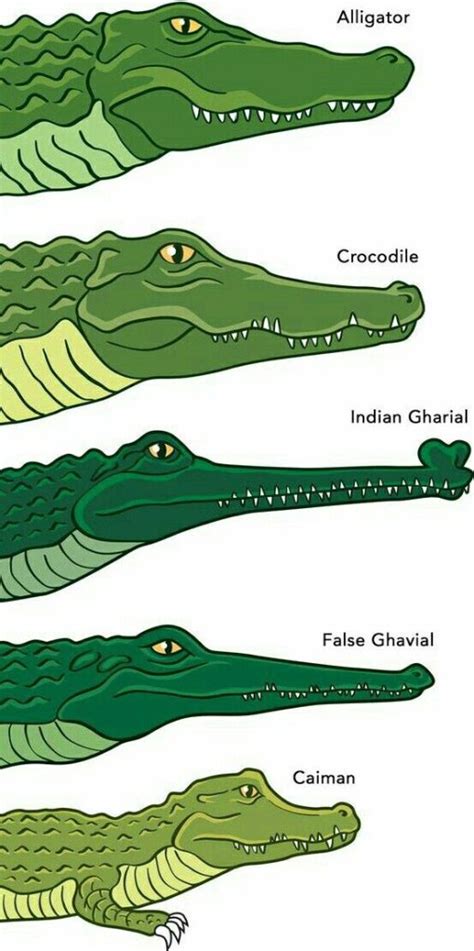 A Closer Look: Unraveling the Enigma of Crocodile Consumption 