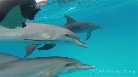 A Day in the Life: Discovering the Exciting Adventures of Young Dolphins