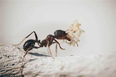 A Deeper Dive into the Symbolism of Ants in Dreams