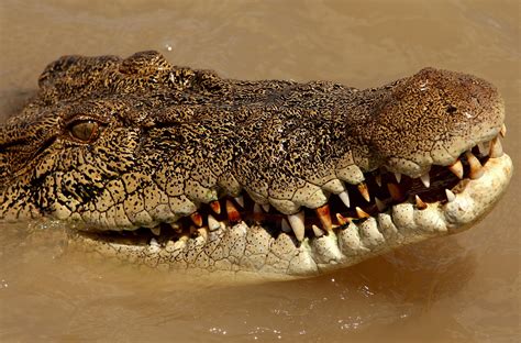 A Fearsome Predator: Exploring the Significance of the Crocodile