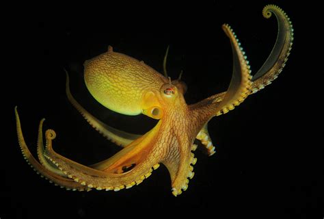 A Feast for the Eyes: The Colorful and Mesmerizing Patterns of Enormous Octopuses
