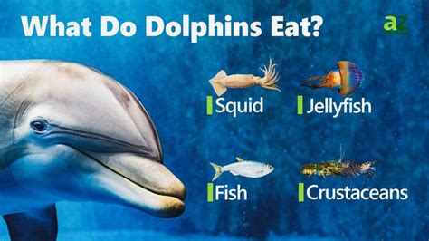 A Glimpse into Dolphin Feeding Habits and Dietary Needs