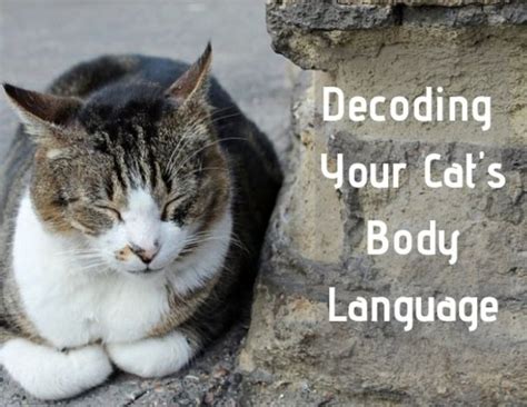 A Glimpse into the Enigmatic Behavior of Cats: Decoding their Language