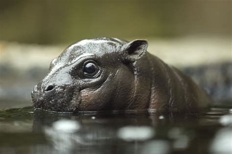 A Glimpse into the Imagination: Discovering the Enchanting World of Infant Hippopotamus Reveries