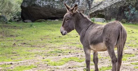 A Glimpse into the Subconscious: Insights on Baby Donkeys in Dream Scenarios