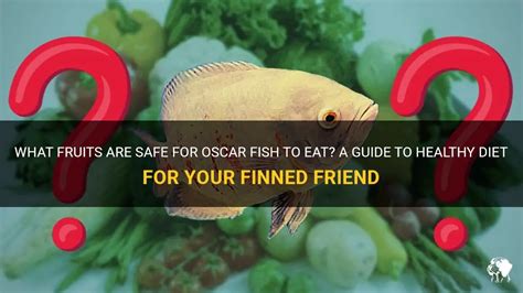 A Healthy Diet for Your Finned Friends: Why Proper Nutrition Matters
