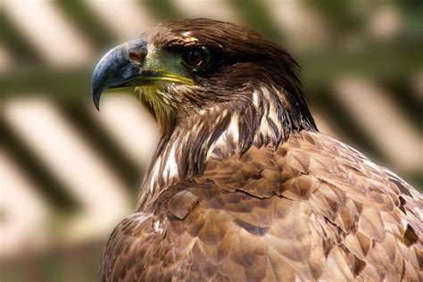 A Message of Personal Growth: Insights from Being Pursued by an Majestic Bird of Prey