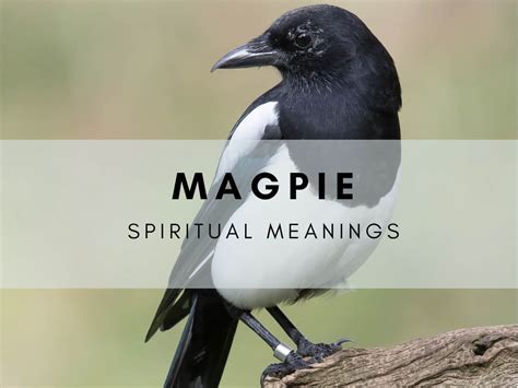 A Messenger from the Other Side: The Spiritual and Supernatural Significance of Dreaming about Magpies