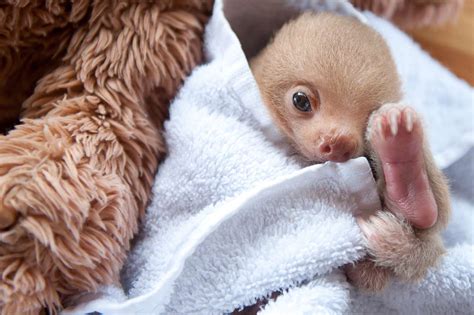A Peek into the Charming Life of Infant Sloths