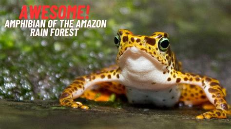 A Petite Amphibian: Exploring the Enchanting Realm of the Natural World