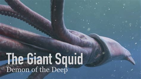 A Phenomenon of Gigantism: Understanding the Growth of Squid