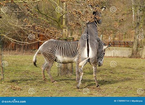 A Playful Nature: The Social Behavior of Young Zebras