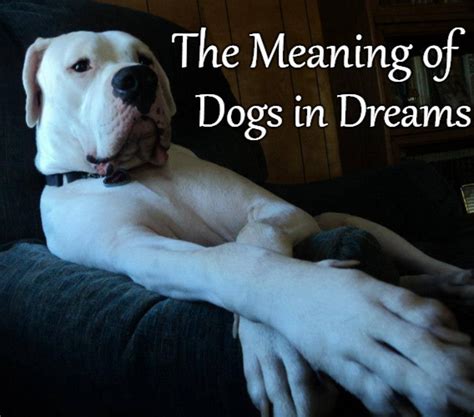 A Powerful Symbol: Dogs in our Dreams
