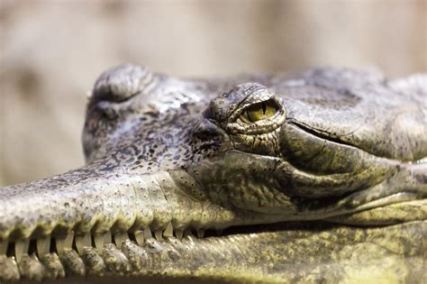 A Symbol of Danger: Interpreting the Crocodile's Presence in Dreams