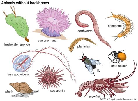 A World of Possibilities: The Ecological Role of Fantastical Invertebrates