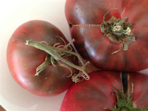 Achieving the Best Tomato Flavor: An Enchanting Journey