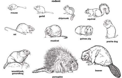Analyzing Avian Consumption of Rodents as a Dream Symbol