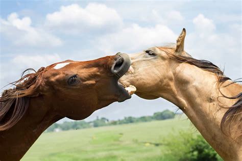 Analyzing the Emotional Impact of Equine Aggression in the World of Dreams