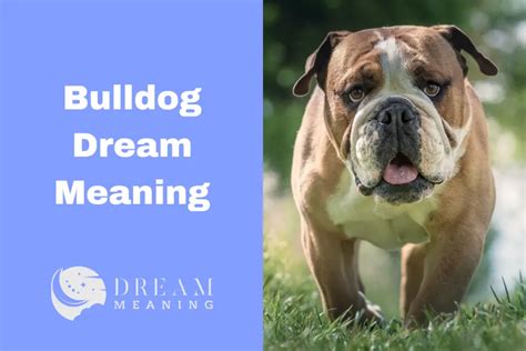 Analyzing the Emotional Significance of a Bulldog's Dream Beyond the Boundaries of Life