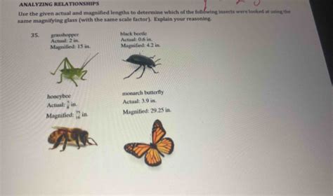 Analyzing the Impact of Intruding Insects on Relationship Bonds