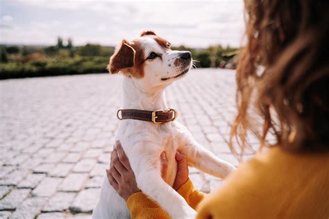 Analyzing the Profound Connections between Canines and Humans
