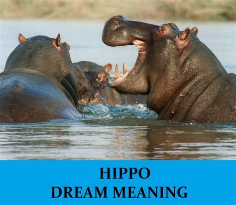 Analyzing the Psychological Interpretations of Hippo Attack Dreams