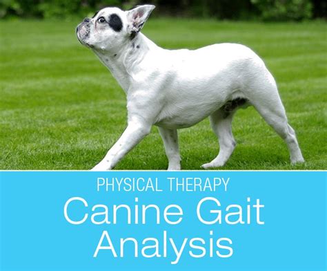 Analyzing the Significance of Canine Reveries