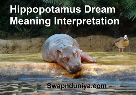 Analyzing the Significance of the Subconscious Mind in Hippo Dreams