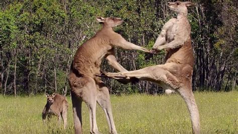 Analyzing the Subliminal Messages of Kangaroo Aggressions in Oneiric Experiences